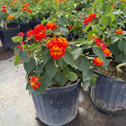Lantana Camara &