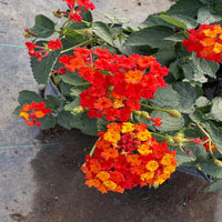 Lantana Camara 'Dallas Red' Golden Yellow & Red Flowers Spring To Frost - [EG]