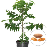 Ellis Pecan Tree