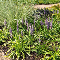 Set of Liriope muscari Ingwersen starter plants
