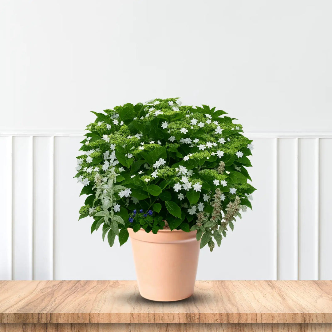 Fuji Waterfall Hydrangea