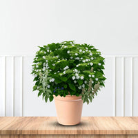 Shade-loving Fuji Waterfall Hydrangea flowering plants in bloom