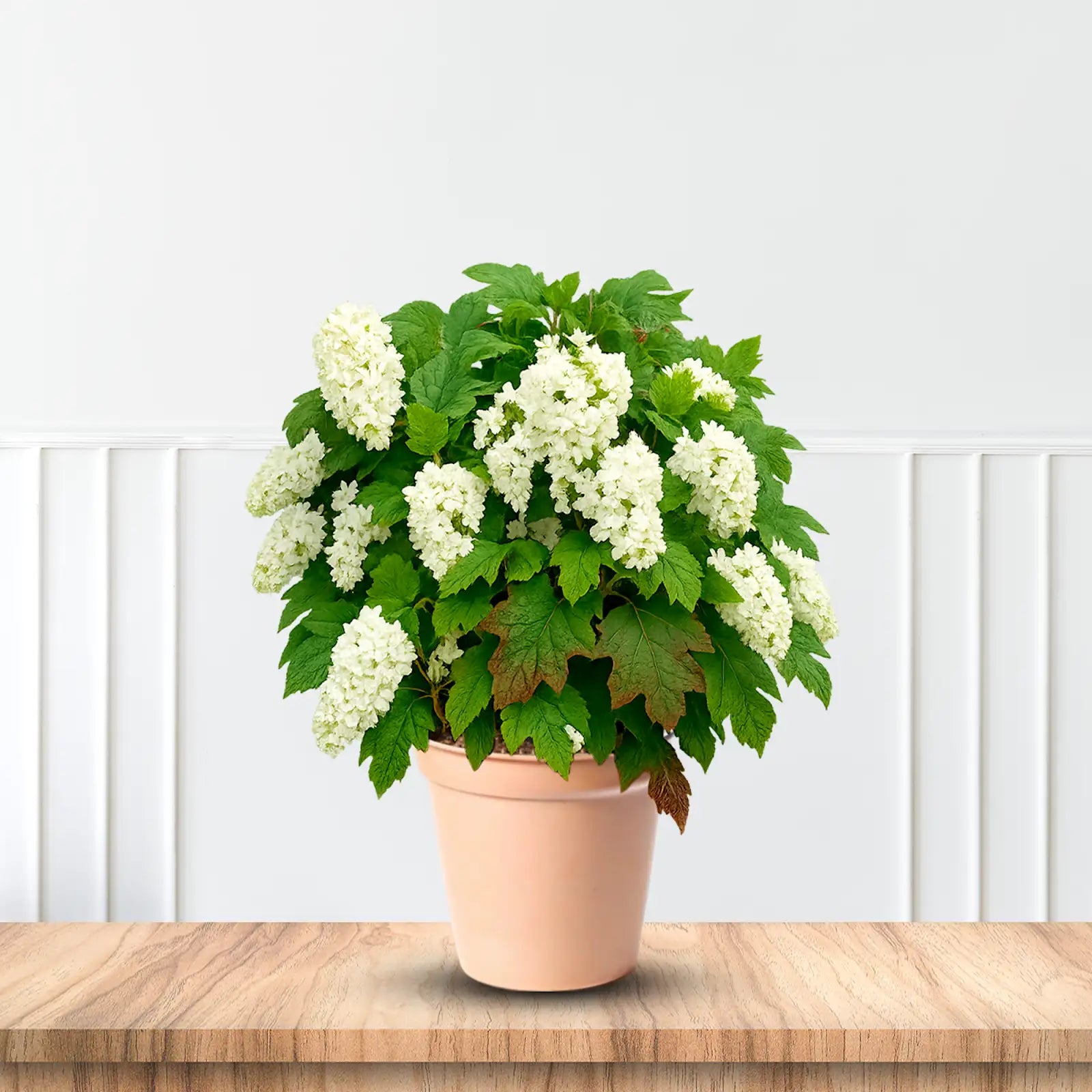 Harmony Oakleaf Hydrangea