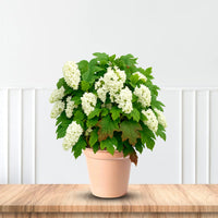 Harmony Hydrangea white blooms on oakleaf foliage
