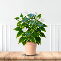 Beautiful Mariesii Variegated Hydrangea plant with colorful flowers and patterned leaves