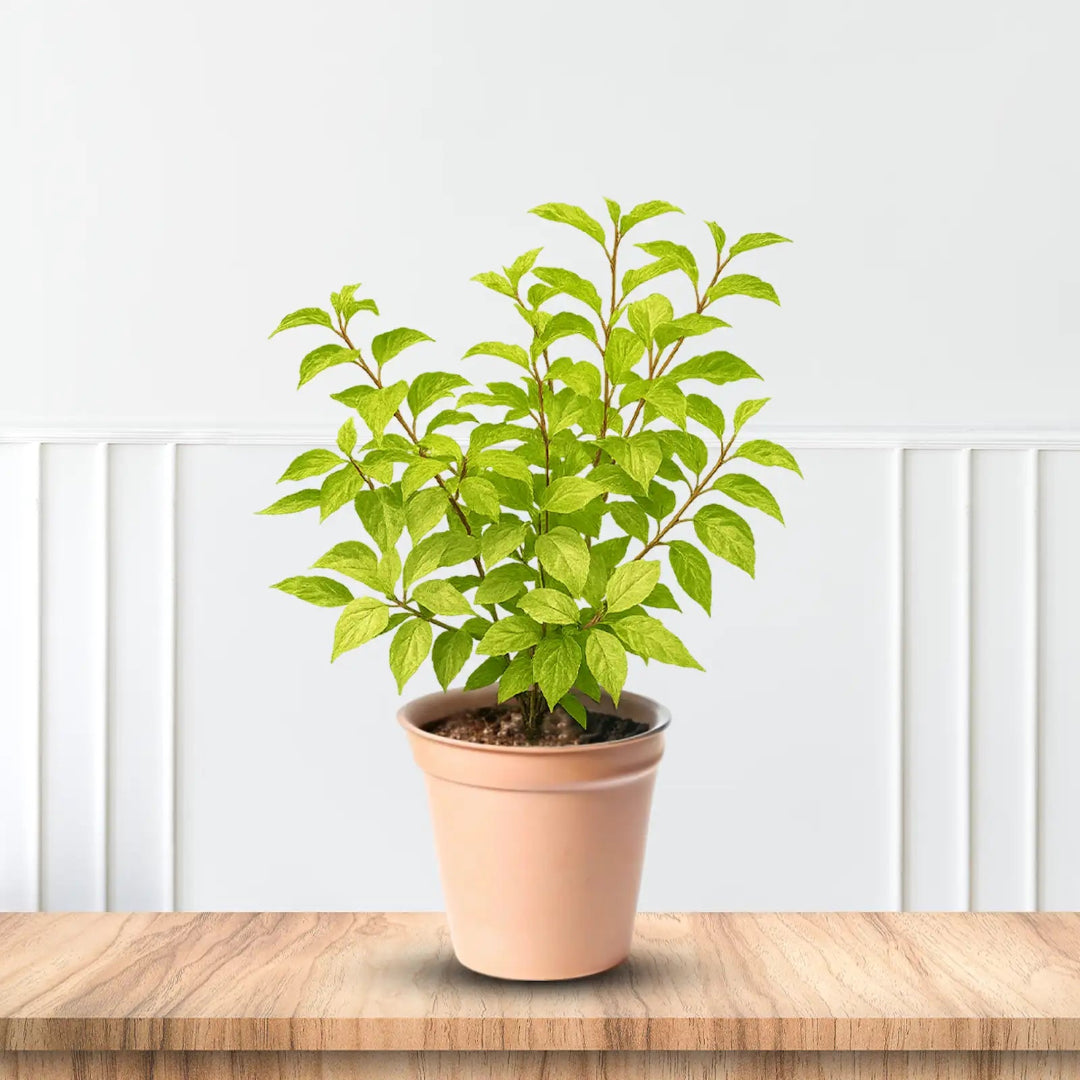 Summer Snow Hydrangea/Variegated Hydrangea