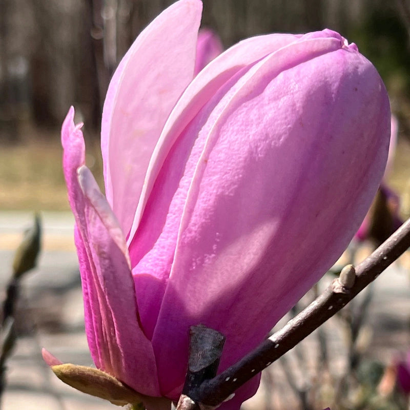 Jane Magnolia Tree with Pink and Purple Tulip-Shaped Blooms