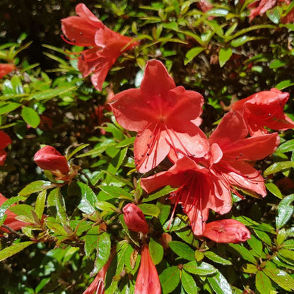 Alexander azalea Dwarf