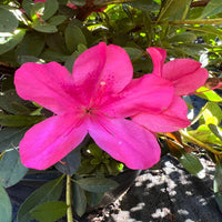 Autumn Sangria Encore Azalea evergreen shrub with vibrant purple blooms