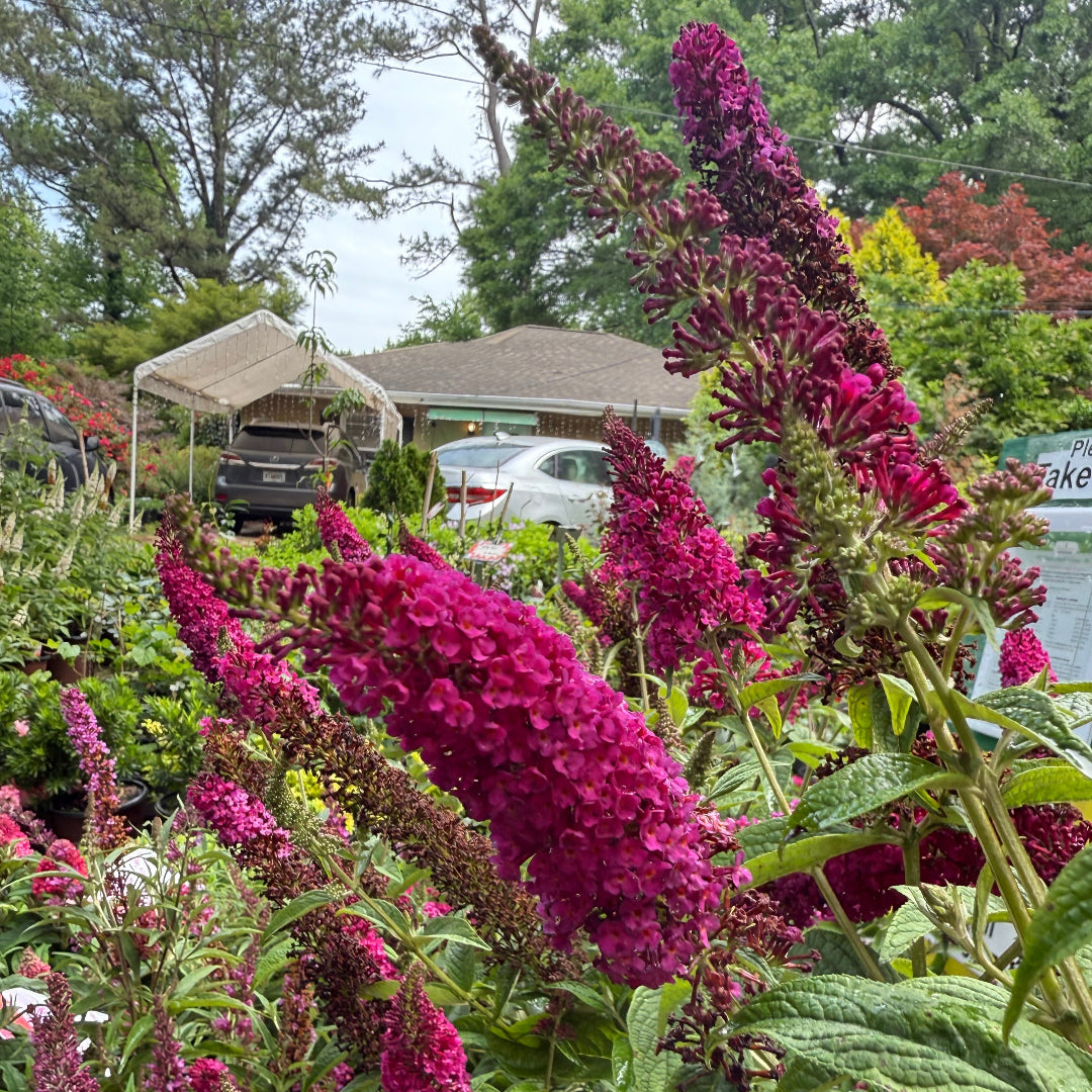Miss Molly Butterfly Bush