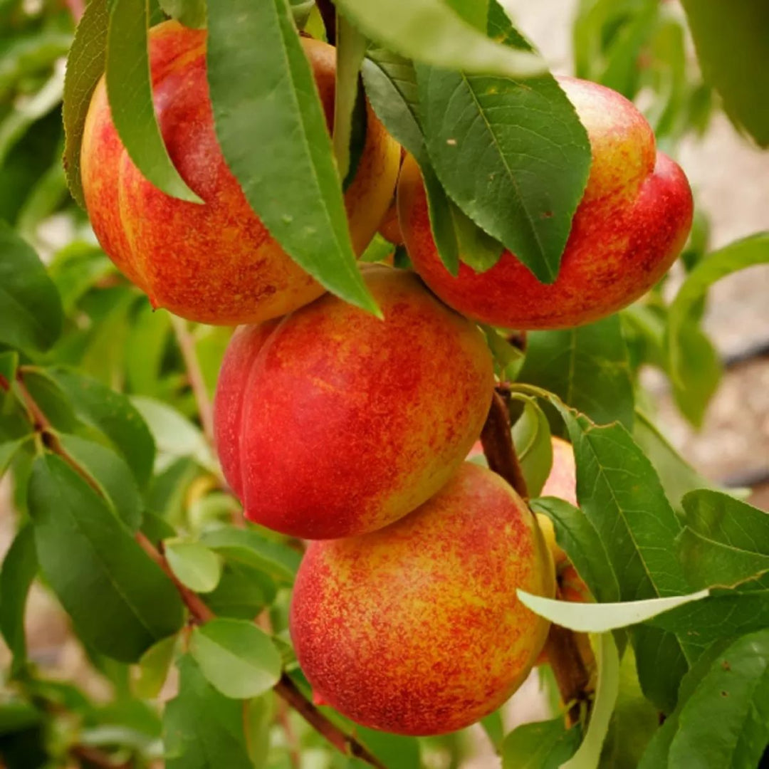 Karla Rose Nectarine Tree