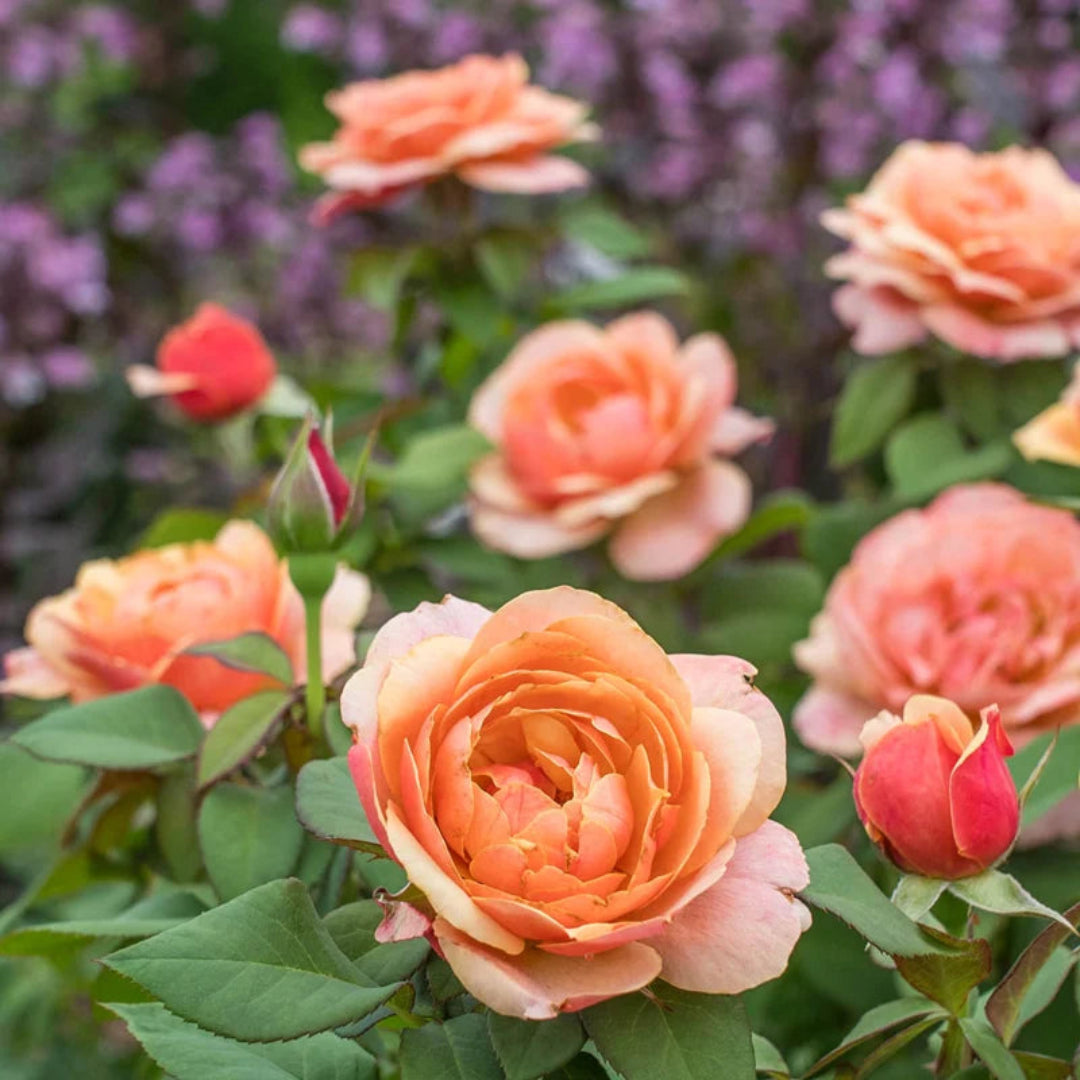 Soft Peach Grandiflora Rose
