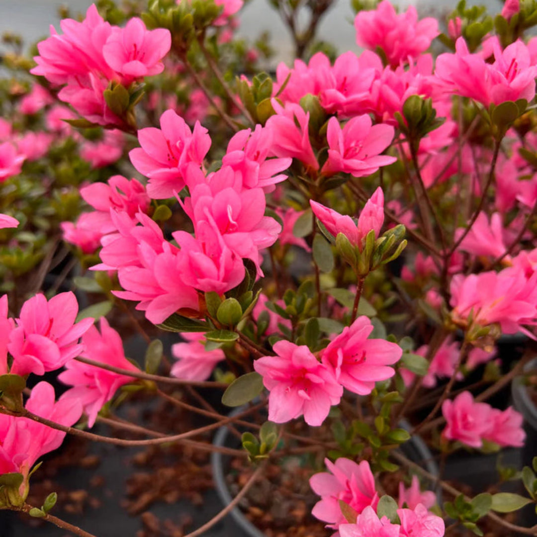 Potted Coral Bells showing vibrant textured leaves and healthy growth