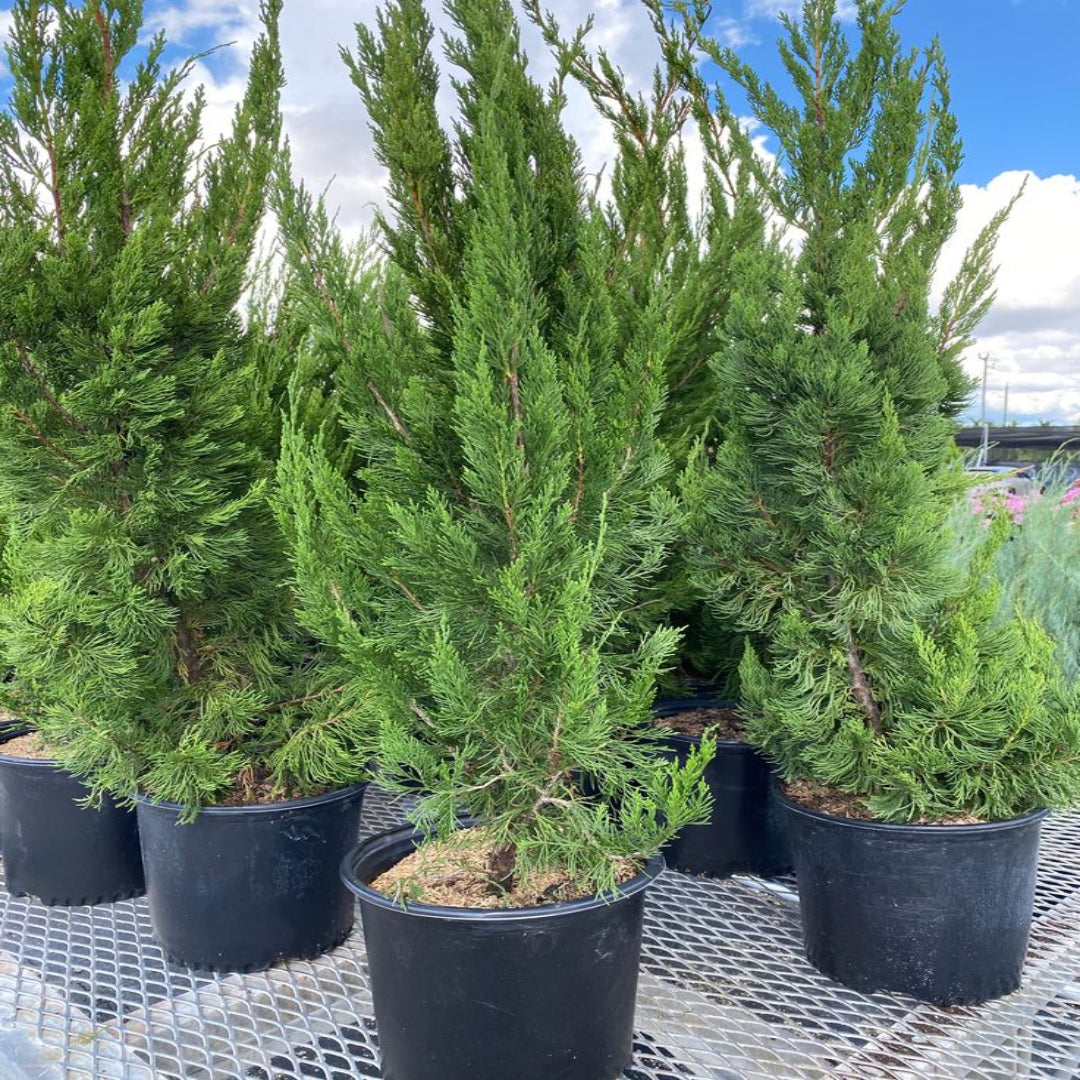 Juniper Torulosa