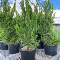 Juniper Torulosa