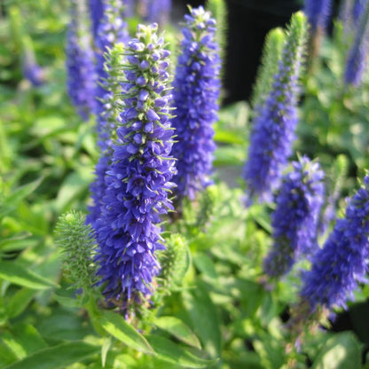 Veronica spicata &