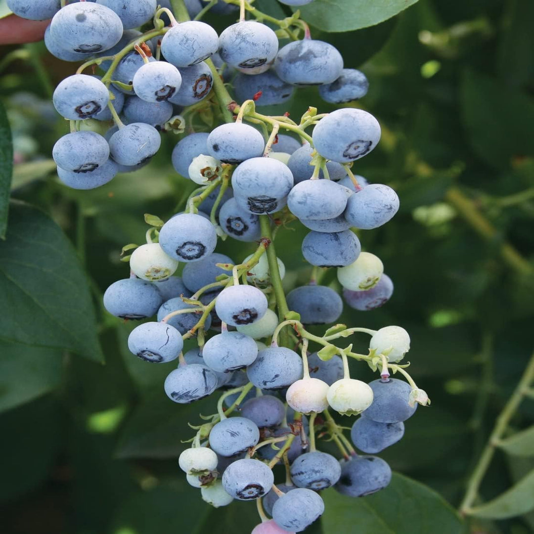 Ochlockonee Blueberry Bush