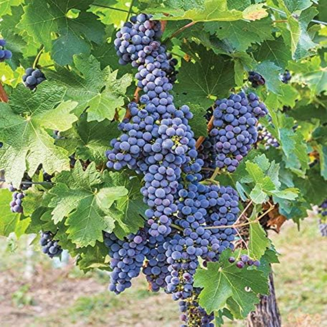 Sunbelt Grape Vine Shrub