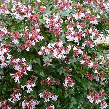 Abelia Grandiflora-Francis Mason