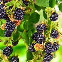 Triple Crown Blackberry