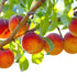 Belle of Georgia Peach Tree with ripe fruit