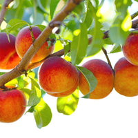 Belle of Georgia Peach Tree with ripe fruit