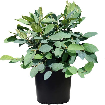 Fothergilla Gardenii &