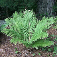 Ostrich Fern plant with green fronds