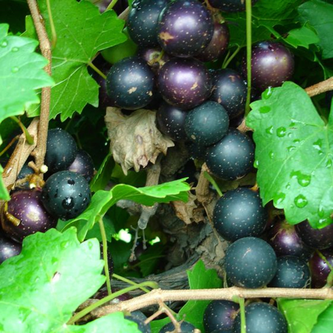 Cowart Muscadine Grape Vine