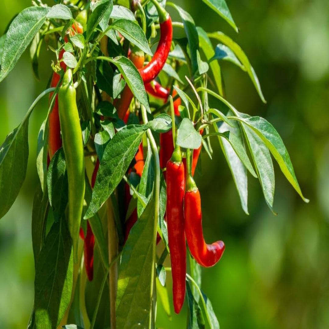 Kashmir Chilli Plant