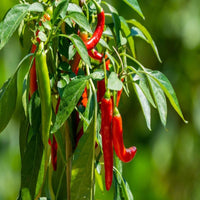 Kashmir Chilli Plant