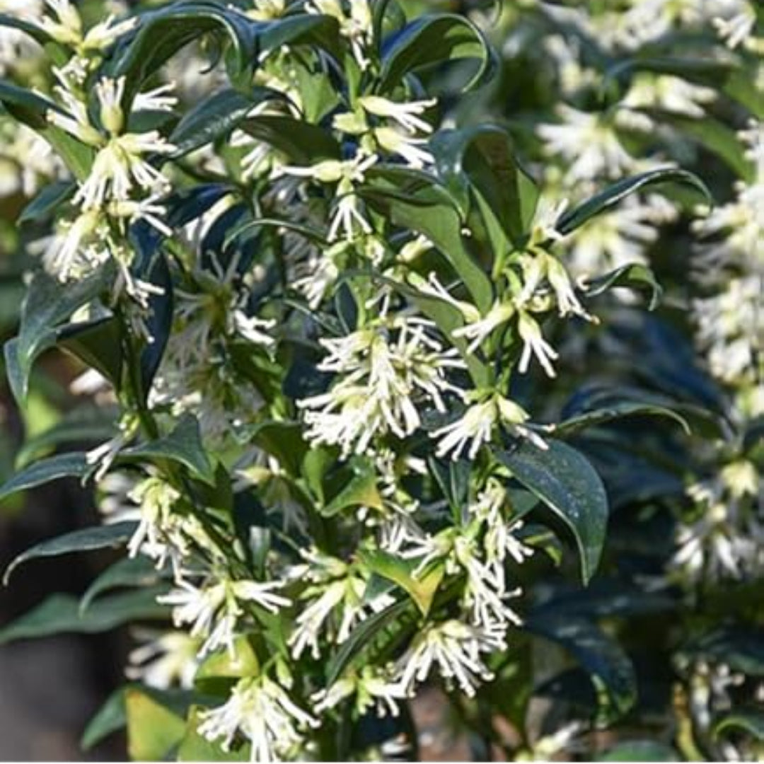Sarcococca Sweet Box