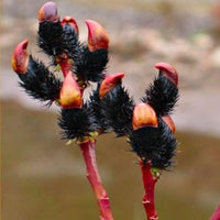 Dormant pussy willow stems displaying decorative black catkins