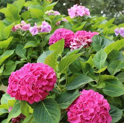 Wildenstein Hydrangea
