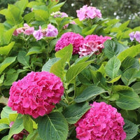 Wildenstein Hydrangea