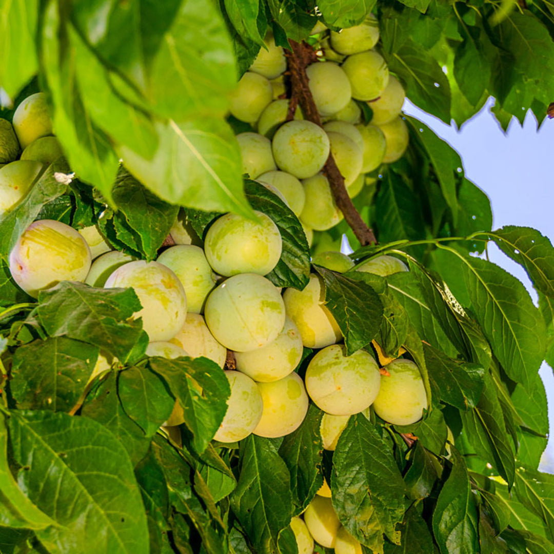 Green Gage Plum Tree Bears Large Crops of Yellowish Green