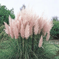 Pink Pampas Grass