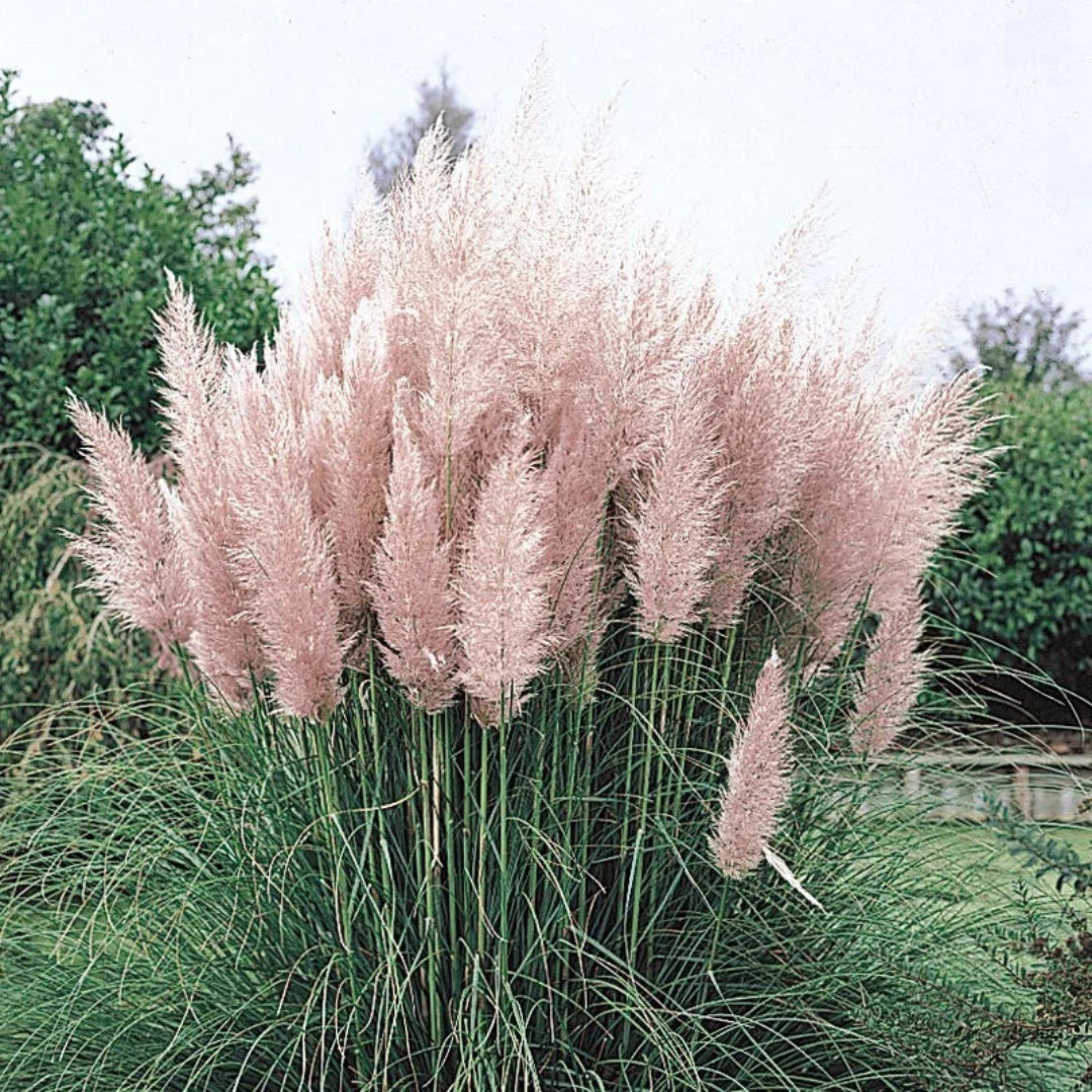 Pink Pampas Grass