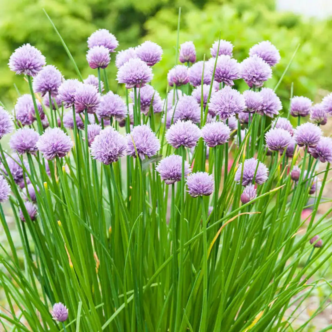 Chives Herb Plant
