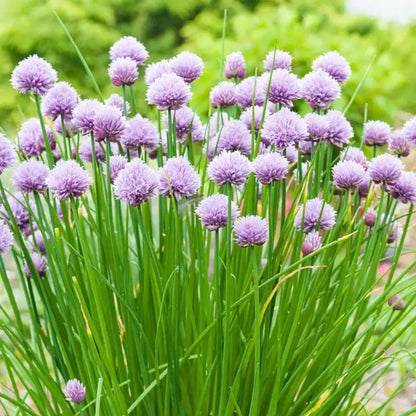 Chives Herb Plant