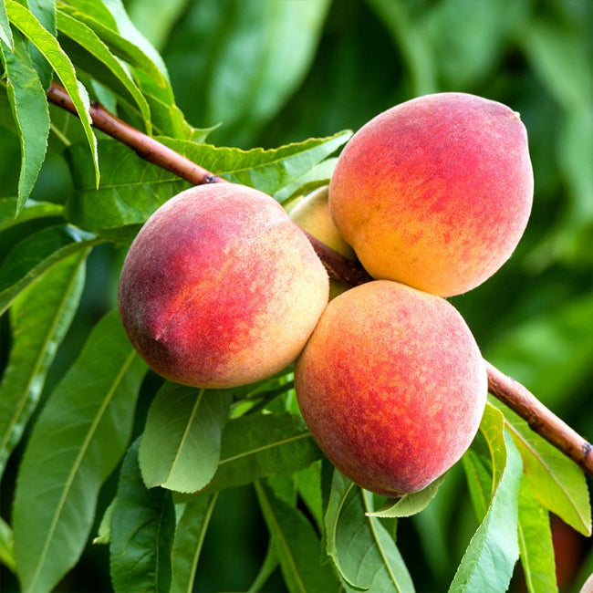 Harvester Peach Tree