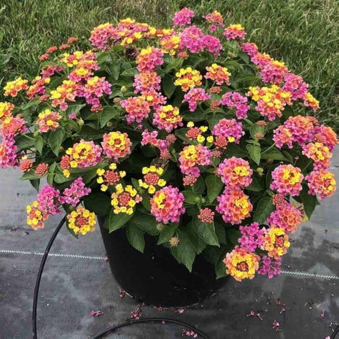 Hot Pink Little Lucky Lantana