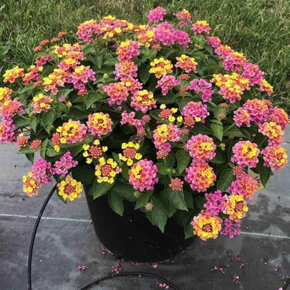 Hot Pink Little Lucky Lantana