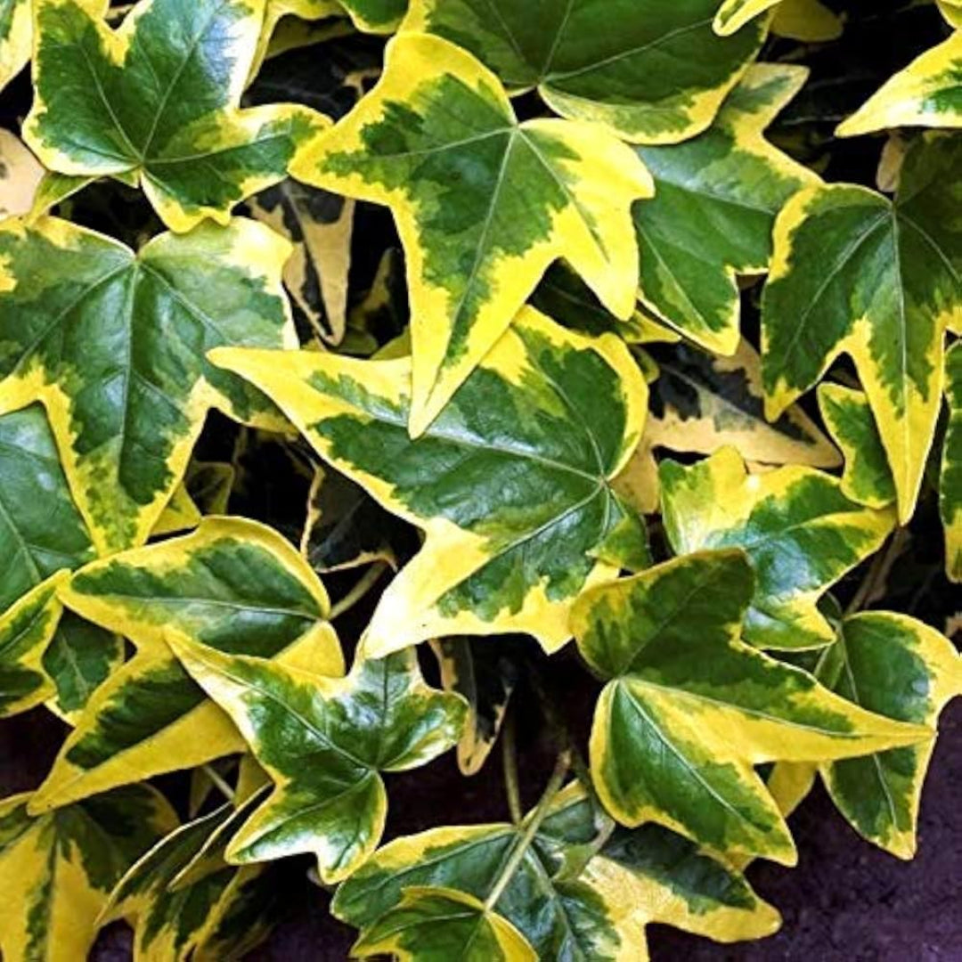 Hedera helix &