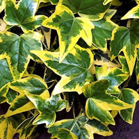 Hedera helix 'Ingelise' Variegated Needlepoint Ivy 10 Count Flat of 4" Pots