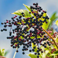 Bob Gordon American Elderberry