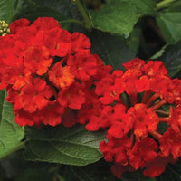 Brilliant Blooms of Fiery Red,