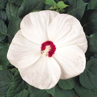 Hibiscus 'Luna White'