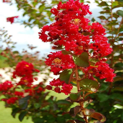 Colorama Scarlet Crape Myrtle