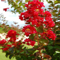 Colorama Scarlet Crape Myrtle